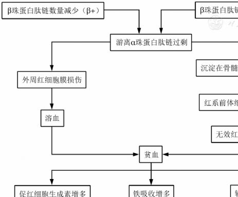 中國(guó)輸血依賴型β地中海貧血診斷